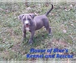 Small #4 American Pit Bull Terrier
