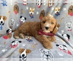 Small #1 Cavapoo (Miniature)