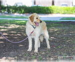 Small #1 Labradoodle