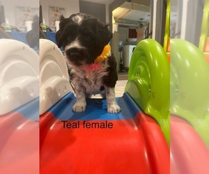 Portuguese Water Dog Puppy for sale in DES MOINES, IA, USA