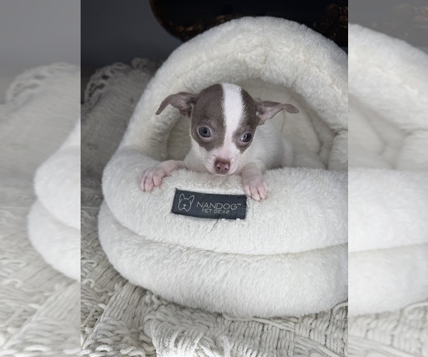 Medium Photo #2 Chihuahua Puppy For Sale in CHARLOTTE, NC, USA
