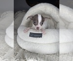 Small #1 Chihuahua