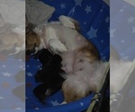 Small Photo #1 Dachshund Puppy For Sale in SPIRO, OK, USA