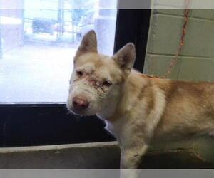 Siberian Husky Dogs for adoption in Tulsa, OK, USA