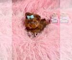 Small #5 Morkie
