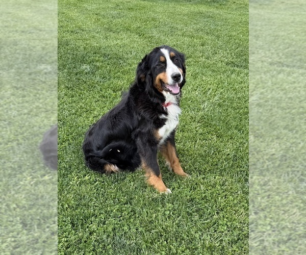 Medium Photo #1 Bernedoodle Puppy For Sale in SPENCER, IN, USA