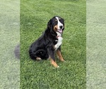 Small Photo #1 Bernedoodle Puppy For Sale in SPENCER, IN, USA