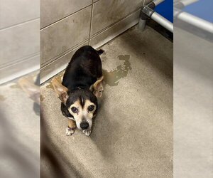 Chihuahua Dogs for adoption in Stockton, CA, USA