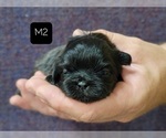 Small Photo #9 Shih Tzu Puppy For Sale in MANES, MO, USA