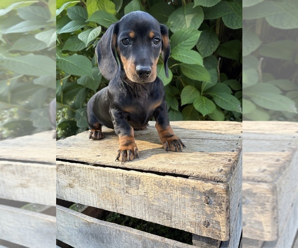 Medium Photo #1 Dachshund Puppy For Sale in MIDDLEBURY, IN, USA