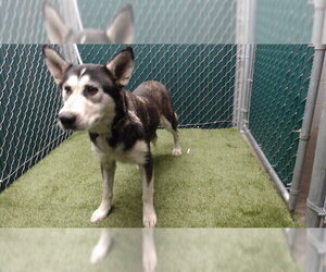Siberian Husky Dogs for adoption in Downey, CA, USA