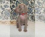 Small Photo #3 Weimaraner Puppy For Sale in LEWISBURG, KY, USA