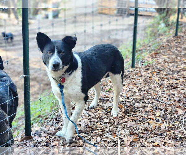 Medium Photo #1 Mutt Puppy For Sale in Paso Robles, CA, USA