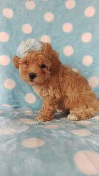 Medium Photo #2 Lhasa-Poo Puppy For Sale in EDEN, PA, USA