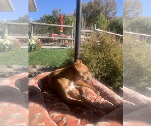 Kit - Male Mutt Dog for Adoption - Photo #2