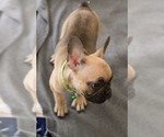 Small Photo #5 French Bulldog Puppy For Sale in MILWAUKEE, WI, USA
