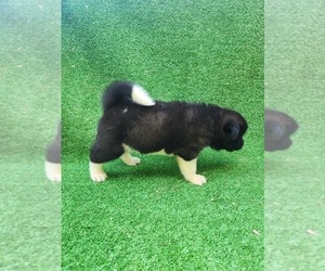 Medium Akita