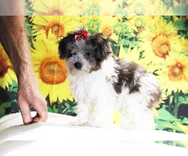 Medium Photo #8 Goldendoodle (Miniature) Puppy For Sale in DYERSBURG, TN, USA