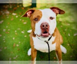 Mutt Dogs for adoption in Orlando, FL, USA