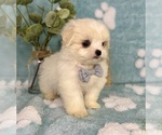 Small #4 Mal-Shi