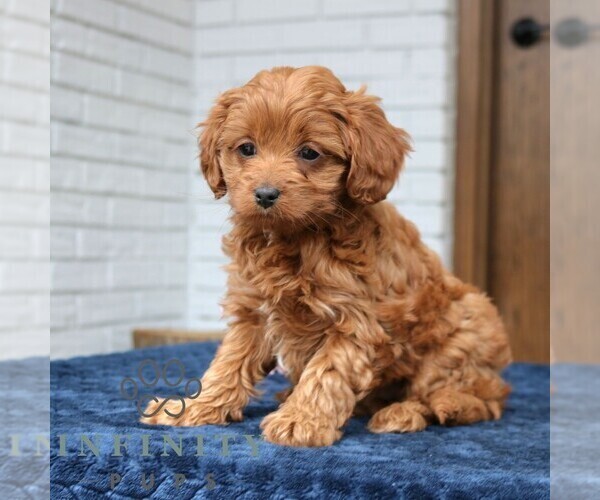 Medium Photo #4 Cavapoo (Miniature) Puppy For Sale in NARVON, PA, USA