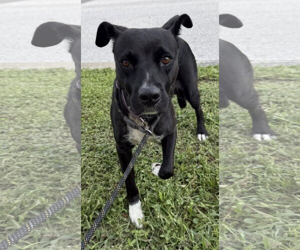 Medium Photo #1 Labrador Retriever-Unknown Mix Puppy For Sale in Sanford, FL, USA