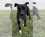 Small Labrador Retriever Mix