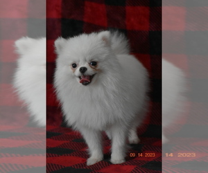 Pomeranian Puppy for sale in SOUTH GATE, CA, USA