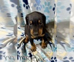 Puppy Mr Pink Doberman Pinscher