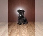 Small Photo #24 YorkiePoo Puppy For Sale in LAPEER, MI, USA