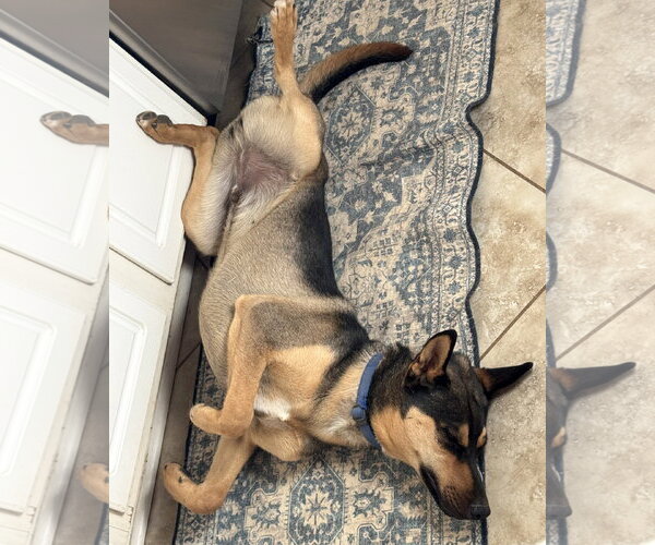 Medium Photo #4 Gerberian Shepsky Puppy For Sale in Corona, CA, USA