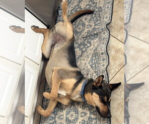 Harry - Male Gerberian Shepsky Dog for Adoption - Photo #4