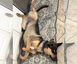 Small #3 Gerberian Shepsky