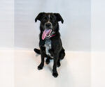 Small Photo #2 Labrador Retriever-Unknown Mix Puppy For Sale in Kennesaw, GA, USA