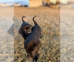 Small Photo #14 Labrador Retriever Puppy For Sale in FALLS CITY, NE, USA