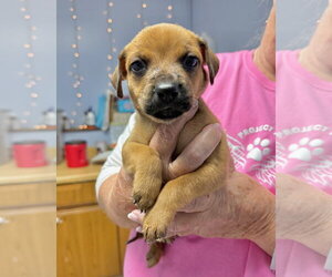 Vanita - Female Mutt Dog for Adoption - Photo #2