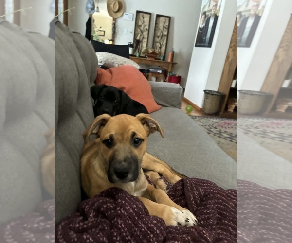 Medium Photo #3 Boxer-Unknown Mix Puppy For Sale in Burnsville, MN, USA