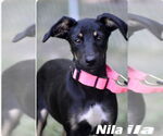 Small #18 Rat Terrier Mix