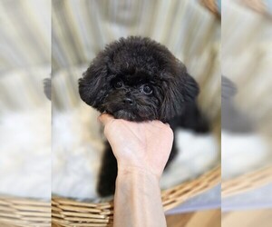 Poodle (Toy) Puppy for Sale in Uijeongbu-si, Gyeonggi-do Korea, South