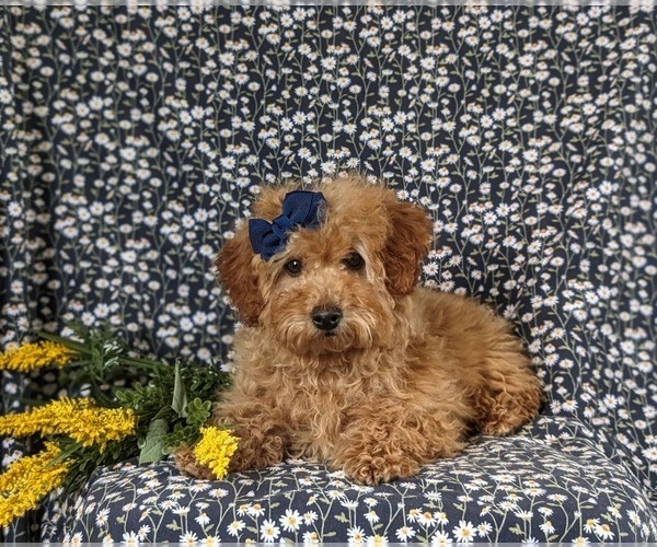 Medium Photo #8 Goldendoodle (Miniature) Puppy For Sale in NOTTINGHAM, PA, USA
