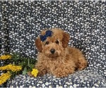 Small Photo #8 Goldendoodle (Miniature) Puppy For Sale in NOTTINGHAM, PA, USA