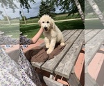 Small Photo #3 Goldendoodle Puppy For Sale in OCONTO, WI, USA