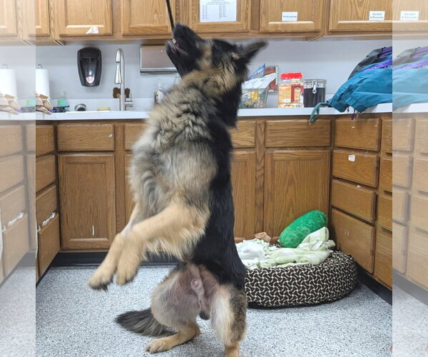 Medium Photo #5 German Shepherd Dog Puppy For Sale in Rootstown, OH, USA