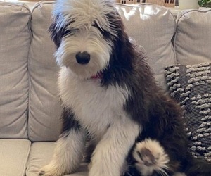 Mother of the Sheepadoodle puppies born on 02/23/2024