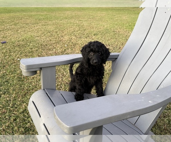 Medium Photo #5 Goldendoodle (Miniature) Puppy For Sale in SARASOTA, FL, USA