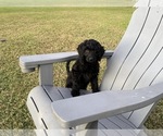 Small #4 Goldendoodle (Miniature)