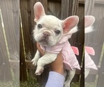 Small French Bulldog