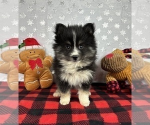 Pomsky Puppy for Sale in FRANKLIN, Indiana USA