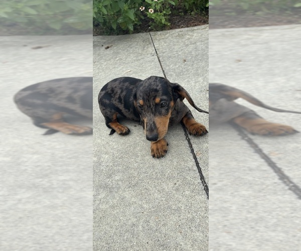 Medium Photo #7 Dachshund Puppy For Sale in GREENFIELD, IN, USA