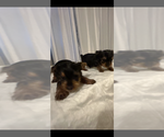 Small #6 Yorkshire Terrier